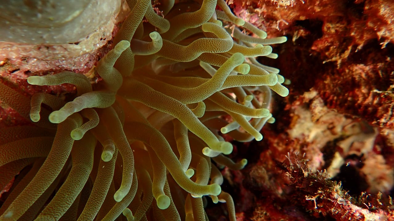 Corales de Varadero: un patrimonio natural de Cartagena para la humanidad